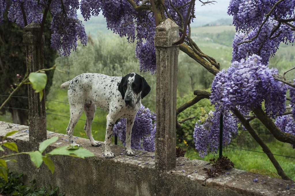 Villa Humbourg Certaldo Bagian luar foto